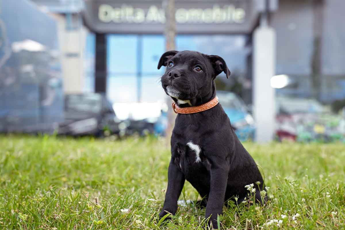 Hund Peppa
